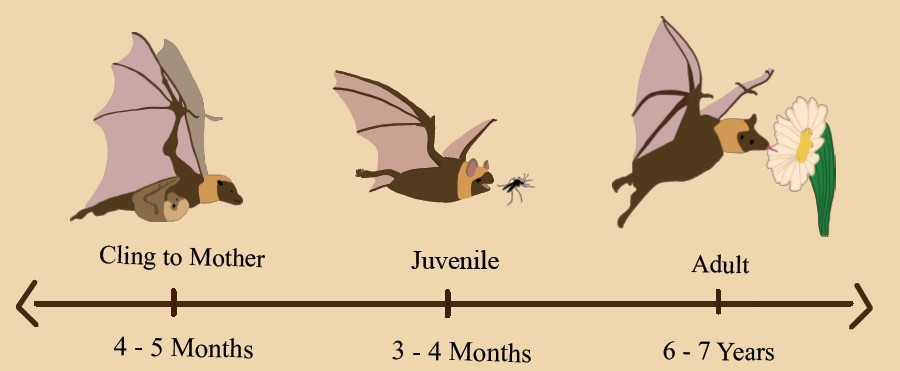 life cycle .jpg thumbnail